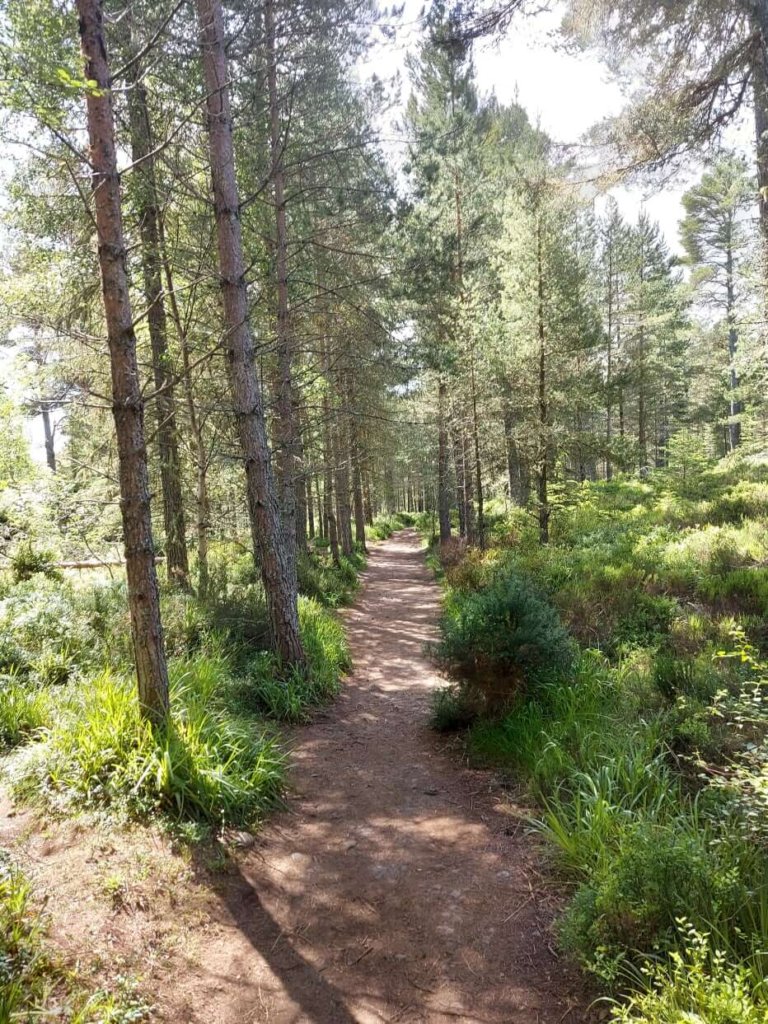 Solo female travel
Forest path through green trees with sun shining onto path through trees