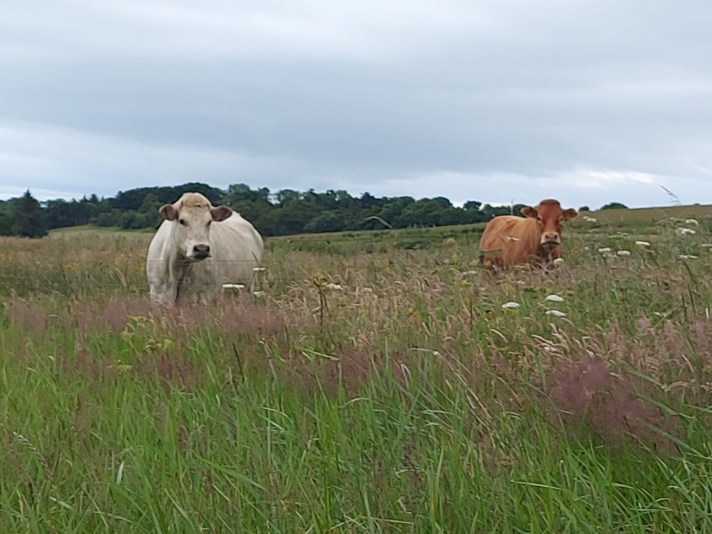 Solo female travel camping 2 cows one brown one white in long grass, trees in distance behind, grey sky