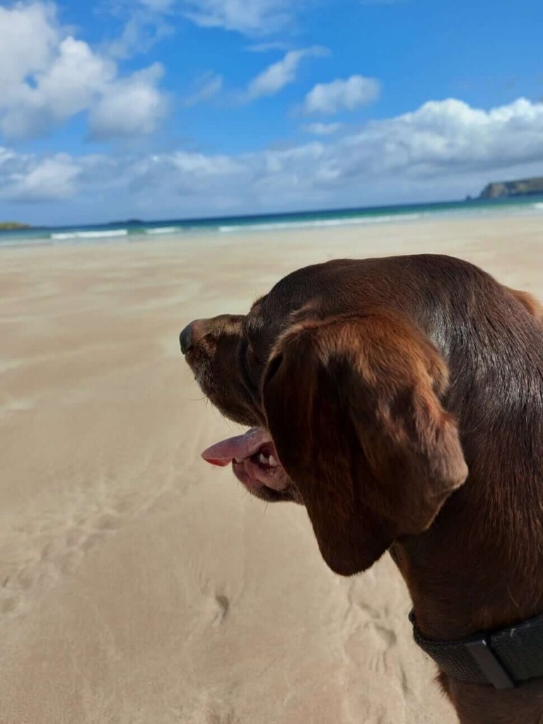 Solo female travel
Head shot of brown dog facing away from camera on vast sandy beach, sea and sky in disctance 