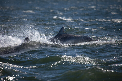 Solo female travel
Dolphins in waves with white spray