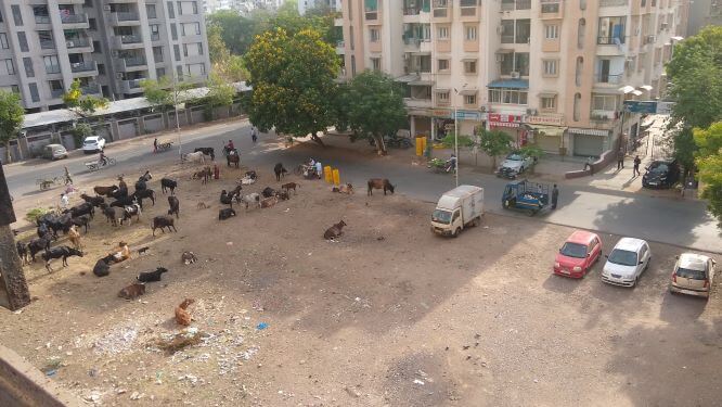 Indian street with cows and 4 parked cars