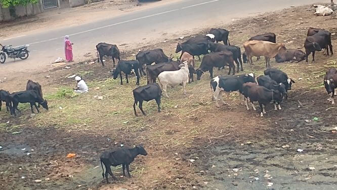 Close up of herd of cows, mostly black, 2 white and one brown