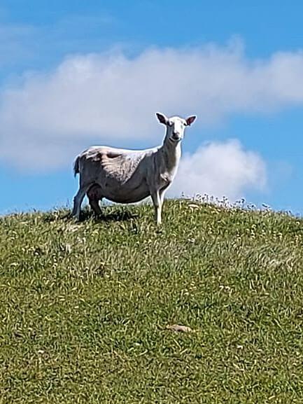 Sheep green field, blue sky with white clouds