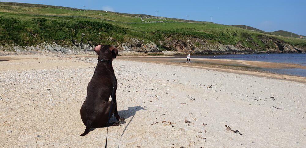 Brown dog sat on sandy beach facing away from camera, green hills in distance