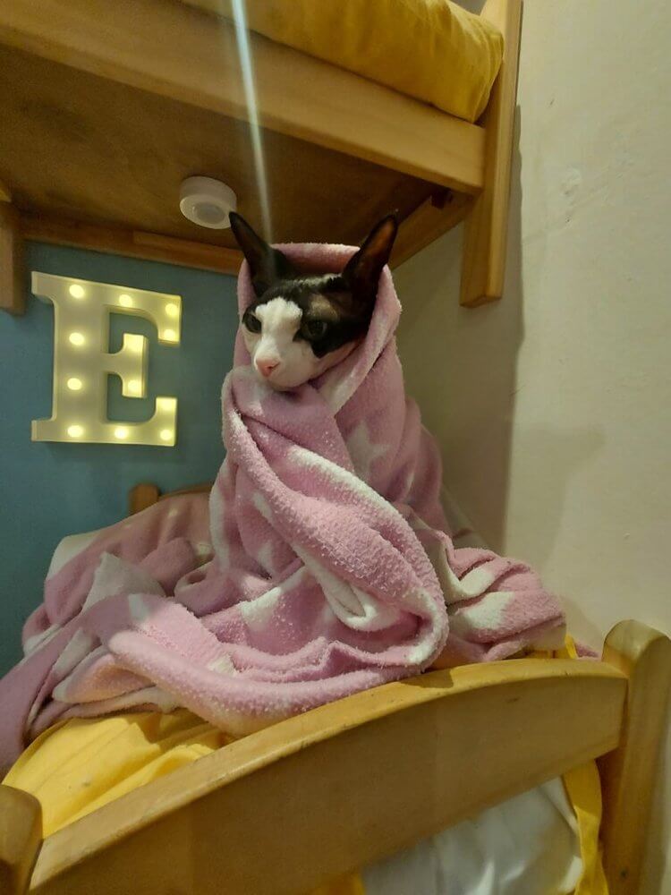 Perfect Edinburgh Itinerary
Sphinx Cat wrapped in pink and white blanket