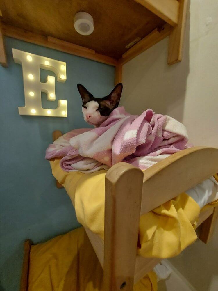 Perfect Edinburgh Itinerary
Sphinx Cat wrapped in pink and white blanket in her bed