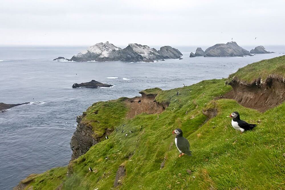 Road Trip Shetland
Green cliff tops with puffins -black and white birds with orange beaks, in distance rocky sea stacks jut out of sea, sea is grey sky is silver