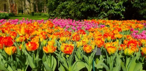 Close up of bed of tulips yellow with orange tips, pink in distance and background of green bushes and grass