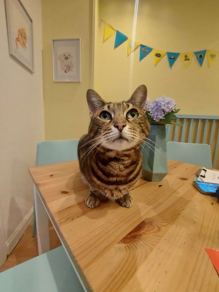 Perfect Edinburgh Itinerary
Tabby cat sat on table yellow wall and bunting in background