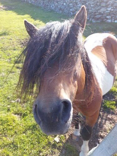 Shetland Highlights the wildlife
Brown and white piebald shetland pony with bush brown forelock, with his nose to camera