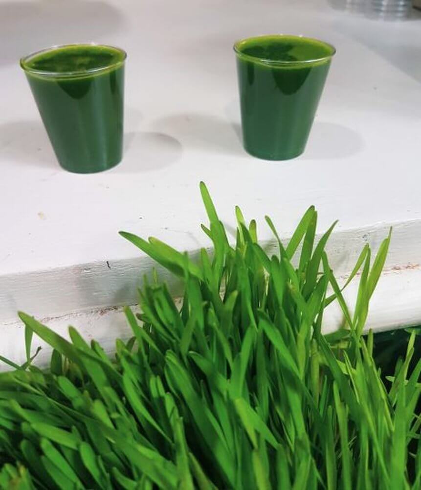 2 shots of wheatgrass on white counter, with growing plant in front