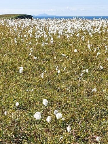 White cotton like flowers on cliff top