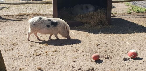 Spotted pif, white with black spots in yard with red balls to play with