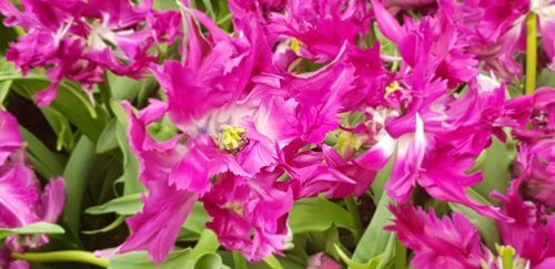 Close up of pink tulips with yellow pollen and green leaves