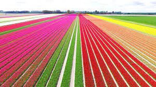 Field of Tulips in rows from left to right, white, pink, green, red, orange, yellow, green