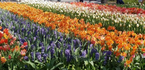 Keukenhof Rows of Tulips in purple, orange, white and red