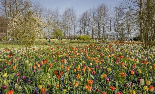 Field of multi coloured tulips with greenhouse ad trees in background