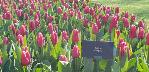 Keukenhof Bed of pink Tulips with sign saying Tulipa 'Vampire'