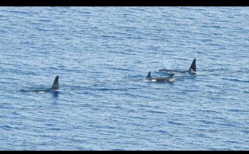 Close up of 3 black and white whales in blue sea