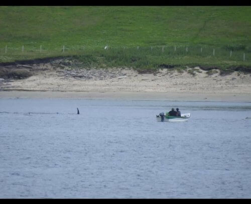 2 people in small boat with fin of whale close by, beach and green field in background