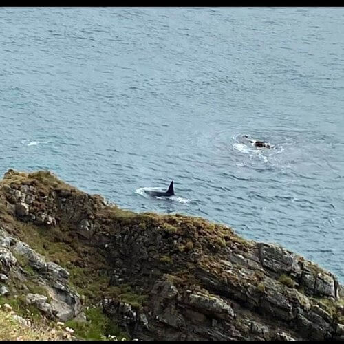 Looking down a brown cliff over rocks, fin of whale in blue sea