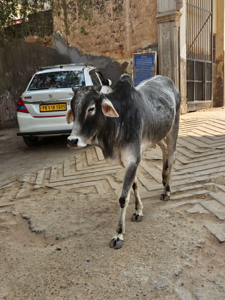 Cow in Mandawa